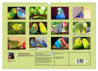 Wellensittiche - gesellige Freunde (Wandkalender 2027 DIN A3 quer), CALVENDO Monatskalender