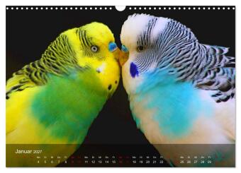 Wellensittiche - gesellige Freunde (Wandkalender 2027 DIN A3 quer), CALVENDO Monatskalender