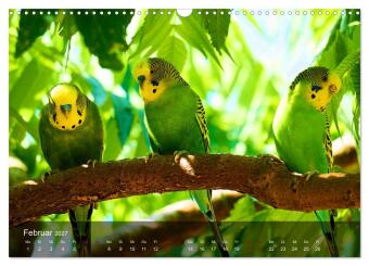 Wellensittiche - gesellige Freunde (Wandkalender 2027 DIN A3 quer), CALVENDO Monatskalender