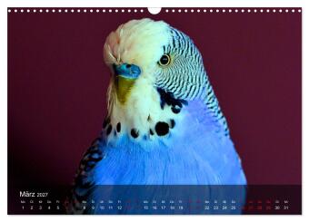 Wellensittiche - gesellige Freunde (Wandkalender 2027 DIN A3 quer), CALVENDO Monatskalender