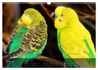 Wellensittiche - gesellige Freunde (Wandkalender 2027 DIN A3 quer), CALVENDO Monatskalender