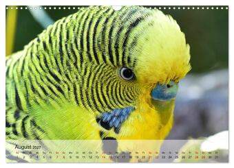 Wellensittiche - gesellige Freunde (Wandkalender 2027 DIN A3 quer), CALVENDO Monatskalender