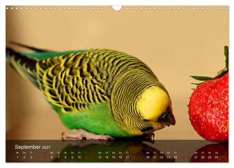 Wellensittiche - gesellige Freunde (Wandkalender 2027 DIN A3 quer), CALVENDO Monatskalender