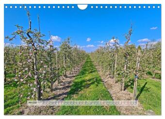 Altes Land im Frühling - Mit dem Fahrrad unterwegs (Wandkalender 2027 DIN A4 quer), CALVENDO Monatskalender