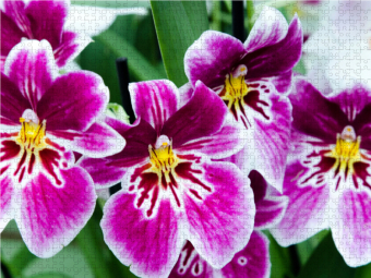 CALVENDO Puzzle Miltonia Orchideen 2000 Teile Puzzle quer | 2000 Teile Lege-Größe 90 × 67 cm Foto-Puzzle für glückliche Stunden