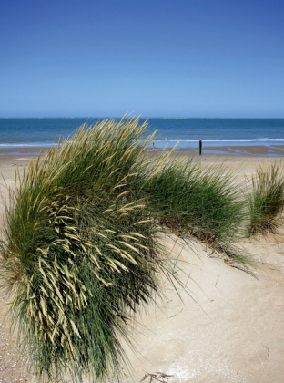 CALVENDO Puzzle Strandhafer im Sommer | 2000 Teile Lege-Größe 90 × 67 cm Foto-Puzzle für glückliche Stunden