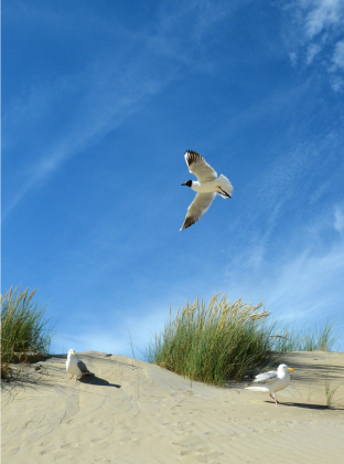 CALVENDO Puzzle Möwen und Seeschwalbe in einer Düne | 2000 Teile Lege-Größe 90 × 67 cm Foto-Puzzle für glückliche Stunden