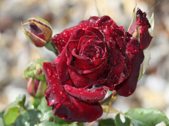 CALVENDO Puzzle Zauberhafte Rosen 2000 Teile Puzzle quer | 2000 Teile Lege-Größe 90 × 67 cm Foto-Puzzle für glückliche Stunden