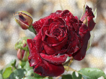 CALVENDO Puzzle Zauberhafte Rosen 2000 Teile Puzzle quer | 2000 Teile Lege-Größe 90 × 67 cm Foto-Puzzle für glückliche Stunden