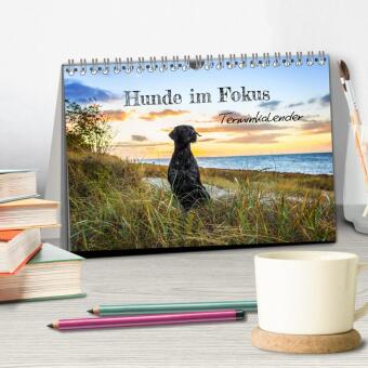 Hunde im Fokus (Tischkalender 2027 DIN A5 quer), CALVENDO Monatskalender