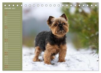 Hunde im Fokus (Tischkalender 2027 DIN A5 quer), CALVENDO Monatskalender