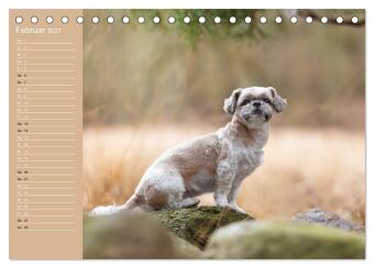 Hunde im Fokus (Tischkalender 2027 DIN A5 quer), CALVENDO Monatskalender