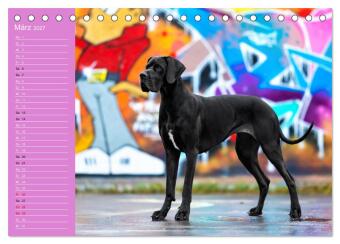 Hunde im Fokus (Tischkalender 2027 DIN A5 quer), CALVENDO Monatskalender