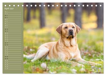 Hunde im Fokus (Tischkalender 2027 DIN A5 quer), CALVENDO Monatskalender