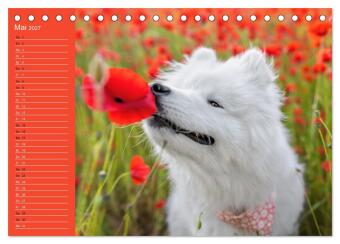 Hunde im Fokus (Tischkalender 2027 DIN A5 quer), CALVENDO Monatskalender