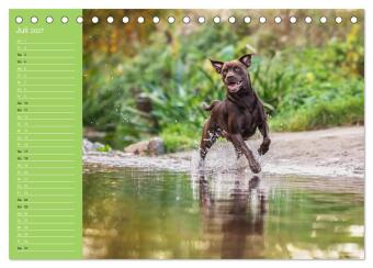 Hunde im Fokus (Tischkalender 2027 DIN A5 quer), CALVENDO Monatskalender