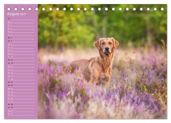 Hunde im Fokus (Tischkalender 2027 DIN A5 quer), CALVENDO Monatskalender