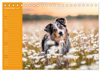 Hunde im Fokus (Tischkalender 2027 DIN A5 quer), CALVENDO Monatskalender