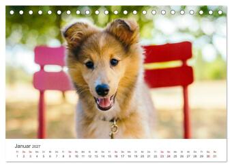 Shelties - Die zuckersüßen Vierbeiner. (Tischkalender 2027 DIN A5 quer), CALVENDO Monatskalender