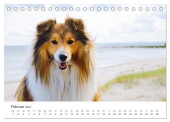 Shelties - Die zuckersüßen Vierbeiner. (Tischkalender 2027 DIN A5 quer), CALVENDO Monatskalender