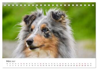 Shelties - Die zuckersüßen Vierbeiner. (Tischkalender 2027 DIN A5 quer), CALVENDO Monatskalender