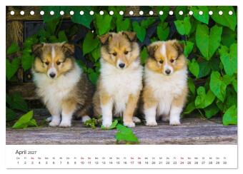 Shelties - Die zuckersüßen Vierbeiner. (Tischkalender 2027 DIN A5 quer), CALVENDO Monatskalender