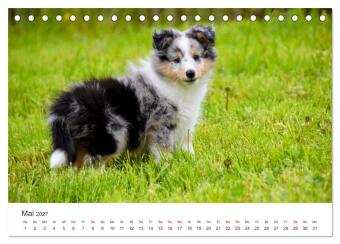 Shelties - Die zuckersüßen Vierbeiner. (Tischkalender 2027 DIN A5 quer), CALVENDO Monatskalender