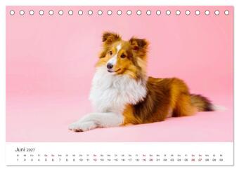 Shelties - Die zuckersüßen Vierbeiner. (Tischkalender 2027 DIN A5 quer), CALVENDO Monatskalender
