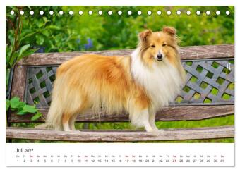 Shelties - Die zuckersüßen Vierbeiner. (Tischkalender 2027 DIN A5 quer), CALVENDO Monatskalender