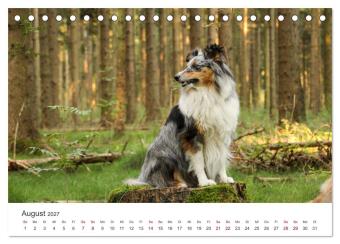 Shelties - Die zuckersüßen Vierbeiner. (Tischkalender 2027 DIN A5 quer), CALVENDO Monatskalender