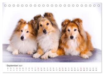 Shelties - Die zuckersüßen Vierbeiner. (Tischkalender 2027 DIN A5 quer), CALVENDO Monatskalender