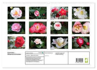 Kamelien - Blütenschönheiten (hochwertiger Premium Wandkalender 2027 DIN A2 quer), Kunstdruck in Hochglanz