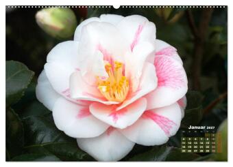 Kamelien - Blütenschönheiten (hochwertiger Premium Wandkalender 2027 DIN A2 quer), Kunstdruck in Hochglanz