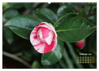Kamelien - Blütenschönheiten (hochwertiger Premium Wandkalender 2027 DIN A2 quer), Kunstdruck in Hochglanz
