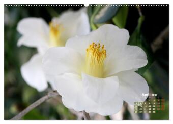 Kamelien - Blütenschönheiten (hochwertiger Premium Wandkalender 2027 DIN A2 quer), Kunstdruck in Hochglanz