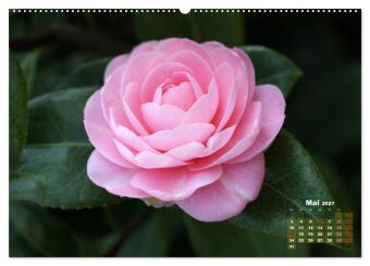 Kamelien - Blütenschönheiten (hochwertiger Premium Wandkalender 2027 DIN A2 quer), Kunstdruck in Hochglanz