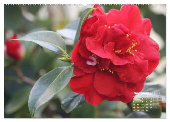Kamelien - Blütenschönheiten (hochwertiger Premium Wandkalender 2027 DIN A2 quer), Kunstdruck in Hochglanz