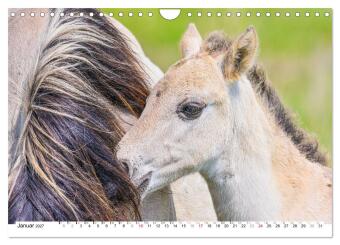 Ein Herz für Wildpferde (Wandkalender 2027 DIN A4 quer), CALVENDO Monatskalender