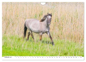 Ein Herz für Wildpferde (Wandkalender 2027 DIN A4 quer), CALVENDO Monatskalender