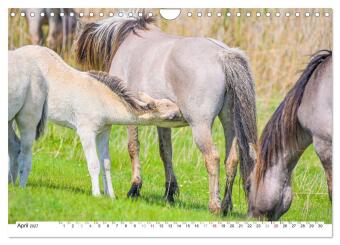 Ein Herz für Wildpferde (Wandkalender 2027 DIN A4 quer), CALVENDO Monatskalender