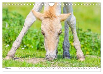 Ein Herz für Wildpferde (Wandkalender 2027 DIN A4 quer), CALVENDO Monatskalender