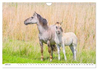 Ein Herz für Wildpferde (Wandkalender 2027 DIN A4 quer), CALVENDO Monatskalender