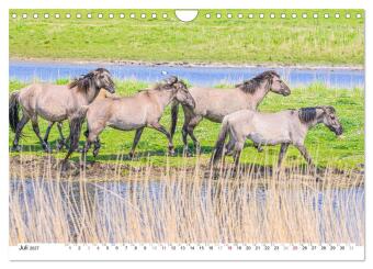 Ein Herz für Wildpferde (Wandkalender 2027 DIN A4 quer), CALVENDO Monatskalender