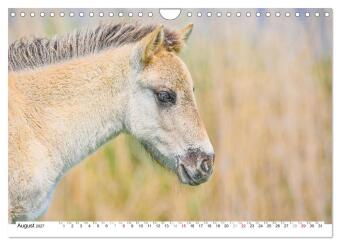 Ein Herz für Wildpferde (Wandkalender 2027 DIN A4 quer), CALVENDO Monatskalender