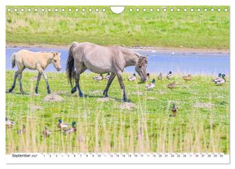 Ein Herz für Wildpferde (Wandkalender 2027 DIN A4 quer), CALVENDO Monatskalender