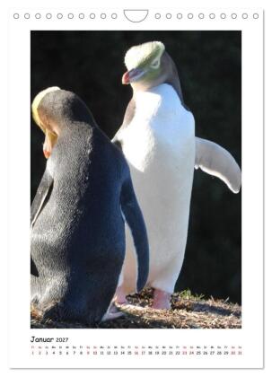 Neuseelands Pelzrobben und Gelbaugenpinguine (Wandkalender 2027 DIN A4 hoch), CALVENDO Monatskalender