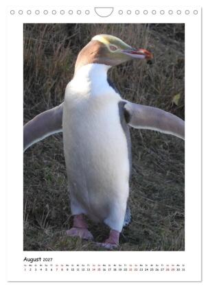 Neuseelands Pelzrobben und Gelbaugenpinguine (Wandkalender 2027 DIN A4 hoch), CALVENDO Monatskalender