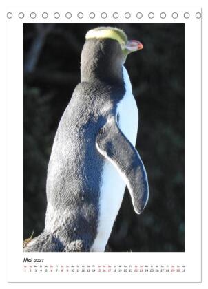 Neuseelands Pelzrobben und Gelbaugenpinguine (Tischkalender 2027 DIN A5 hoch), CALVENDO Monatskalender