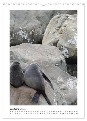 Neuseelands Pelzrobben und Gelbaugenpinguine (Wandkalender 2027 DIN A3 hoch), CALVENDO Monatskalender