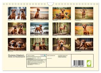 Rhodesian Ridgeback - Athlet mit Rückenkamm (Wandkalender 2027 DIN A4 quer), CALVENDO Monatskalender